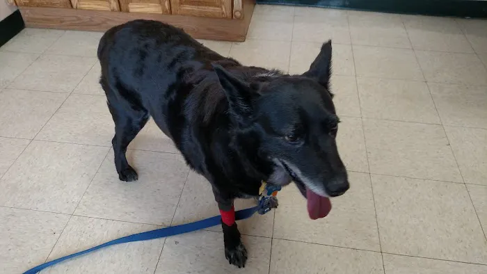 Magnolia Animal Hospital 2