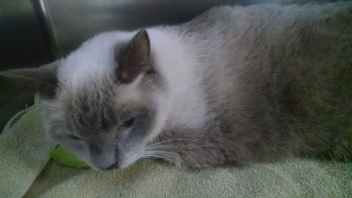 Magnolia Animal Hospital: Kesic Cindy DVM 12