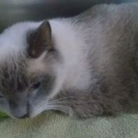 Magnolia Animal Hospital: Kesic Cindy DVM ico