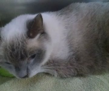 Magnolia Animal Hospital: Kesic Cindy DVM