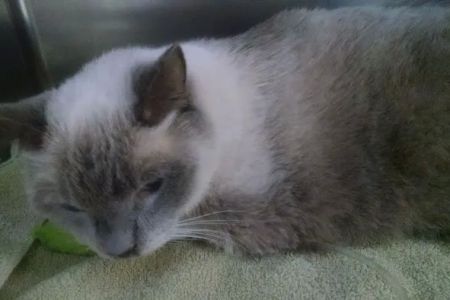 Magnolia Animal Hospital: Kesic Cindy DVM