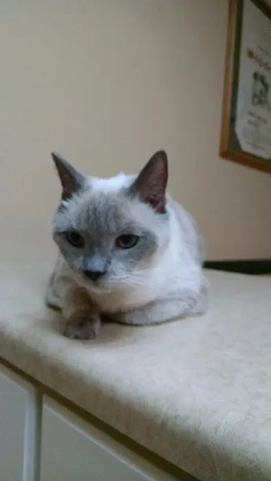 Magnolia Animal Hospital: Kesic Cindy DVM 12