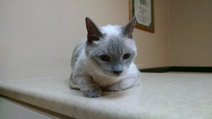 Magnolia Animal Hospital: Kesic Cindy DVM 12