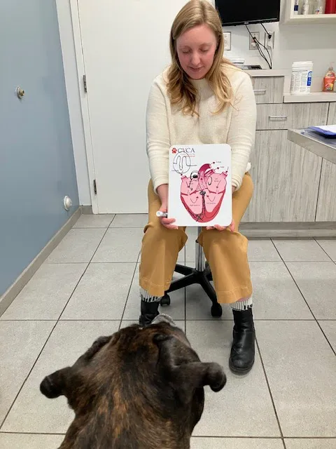 CVCA Cardiac Care for Pets 2