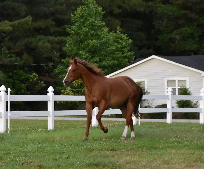East Wake Animal Hospital 9