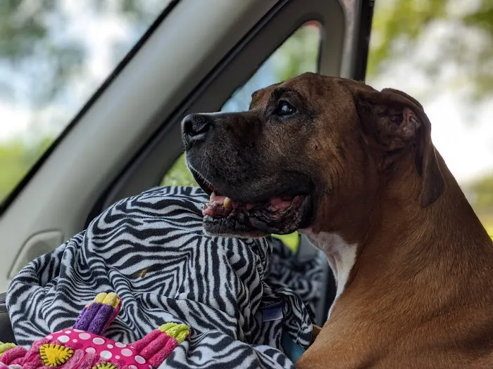 East Wake Animal Hospital 2