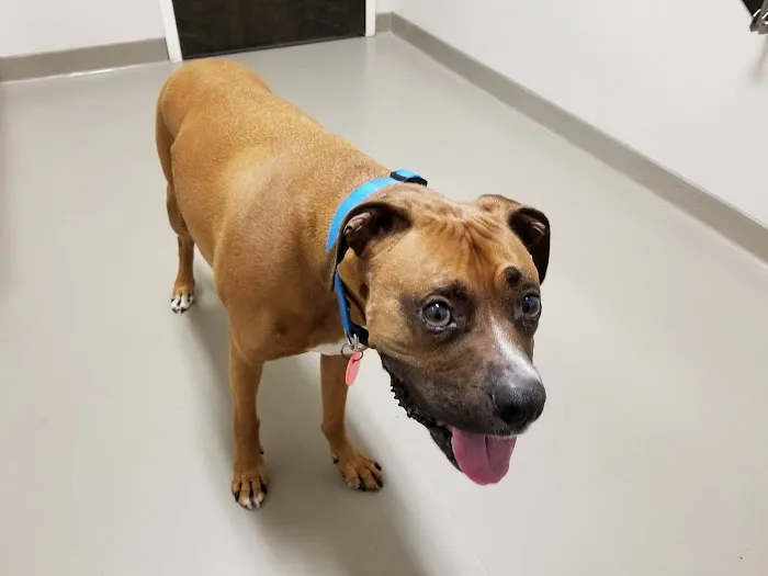 East Wake Animal Hospital 1