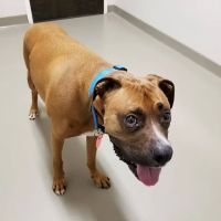 East Wake Animal Hospital ico
