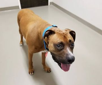 East Wake Animal Hospital