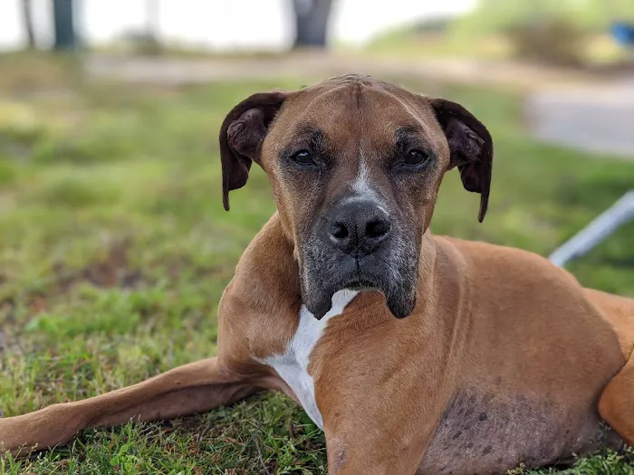 East Wake Animal Hospital 4