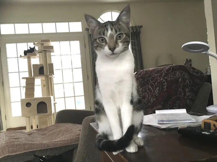 Five County Spay and Neuter Clinic 3