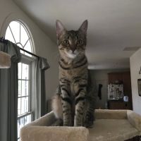 Five County Spay and Neuter Clinic ico