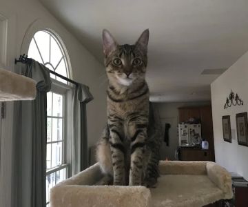 Five County Spay and Neuter Clinic