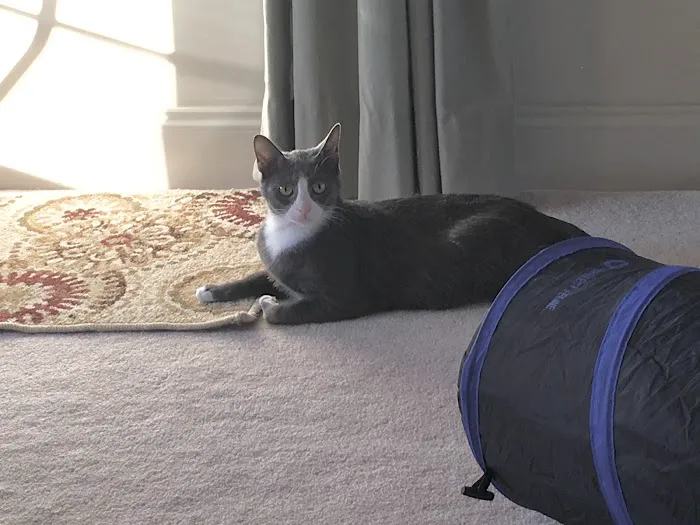 Five County Spay and Neuter Clinic 2