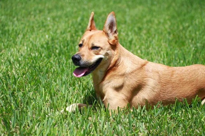 Zebulon Animal Hospital 9