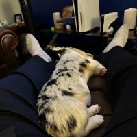 Zebulon Animal Hospital ico
