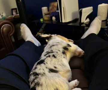 Zebulon Animal Hospital