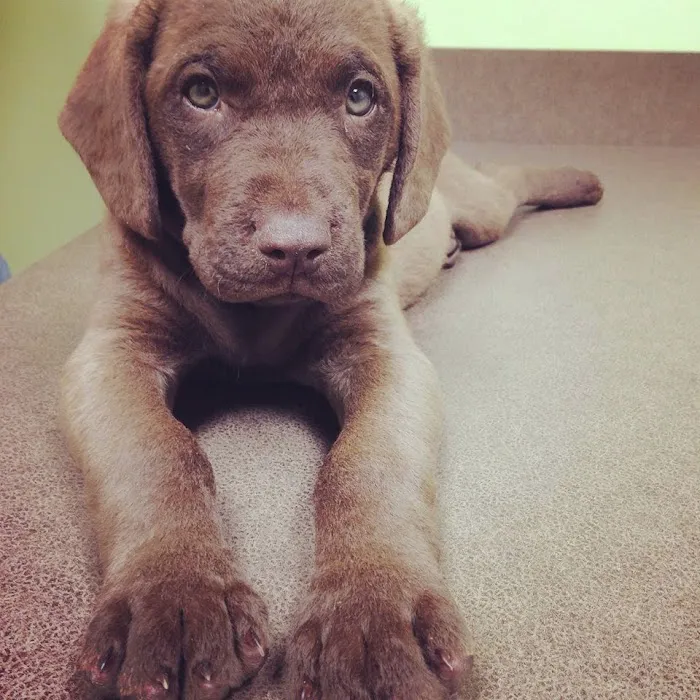 Zebulon Animal Hospital 10