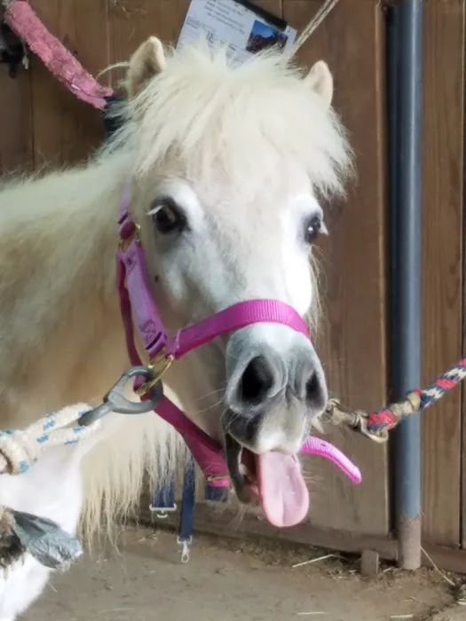 Neuse River Equine Hospital 3
