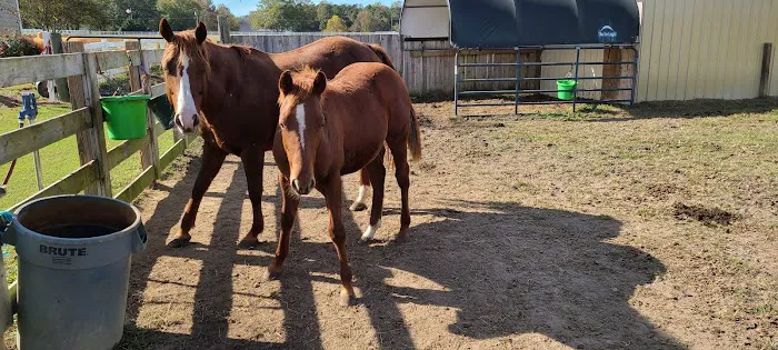 Neuse River Equine Hospital 1