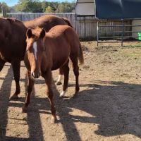 Neuse River Equine Hospital ico
