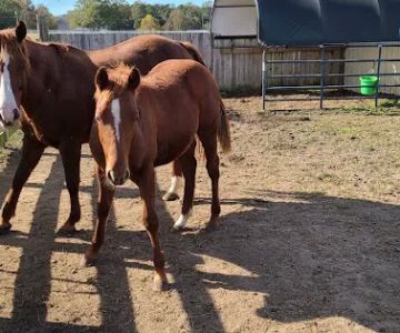 Neuse River Equine Hospital