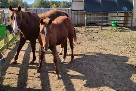 Neuse River Equine Hospital