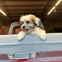 North Wayne Animal Hospital ico