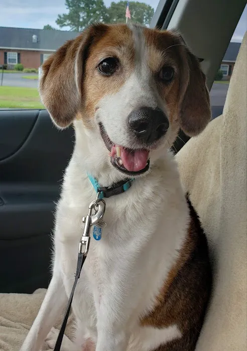 North Wayne Animal Hospital 12
