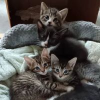Wayne Veterinary Hospital ico