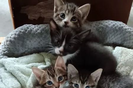 Wayne Veterinary Hospital