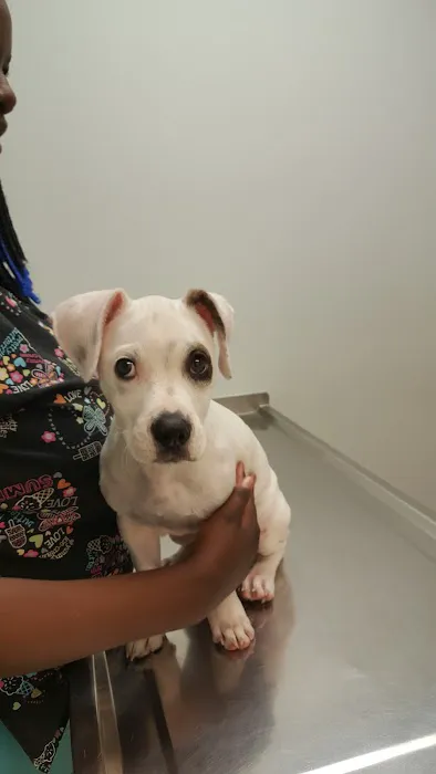 Landmark Animal Clinic 12