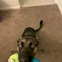 Berkeley Veterinary Clinic ico