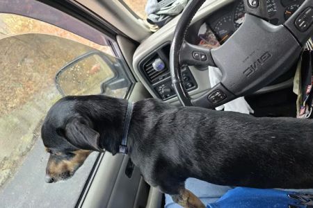 Cumberland Valley Veterinary Services