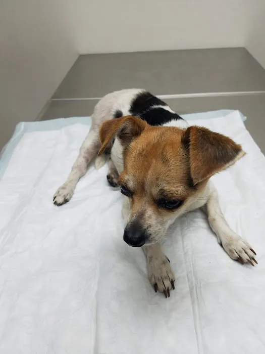 London Veterinary Clinic 12