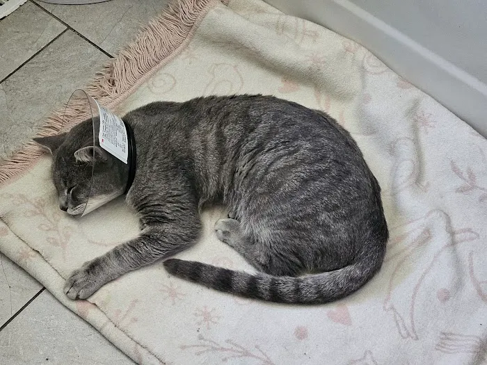 London Veterinary Clinic 12
