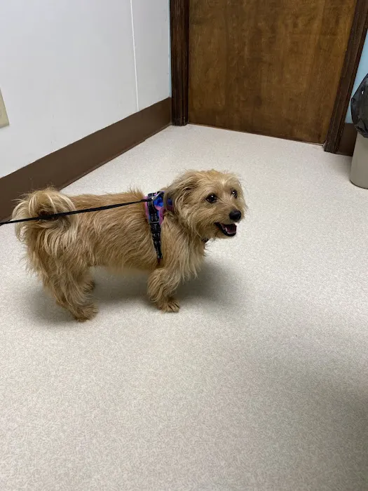 Corbin Animal Health And Wellness Center 12