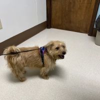 Corbin Animal Health And Wellness Center ico