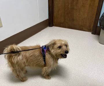 Corbin Animal Health And Wellness Center