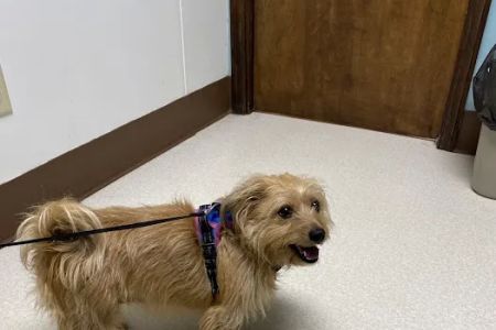 Corbin Animal Health And Wellness Center