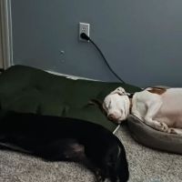 Annville Veterinary Clinic ico