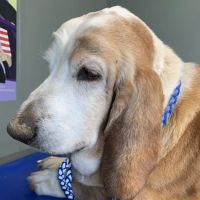 Noah's Ark Animal Hospital ico