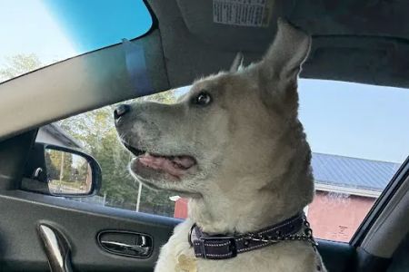 Veterinary Care Center, LLC