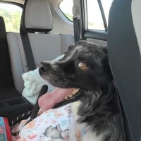 Corbin Animal Clinic ico