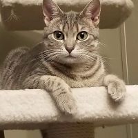 Harmony Veterinary Clinic ico