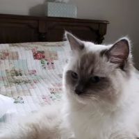 2 Queens and a King Ragdolls ico