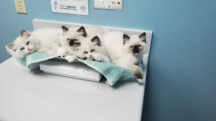 2 Queens and a King Ragdolls 8
