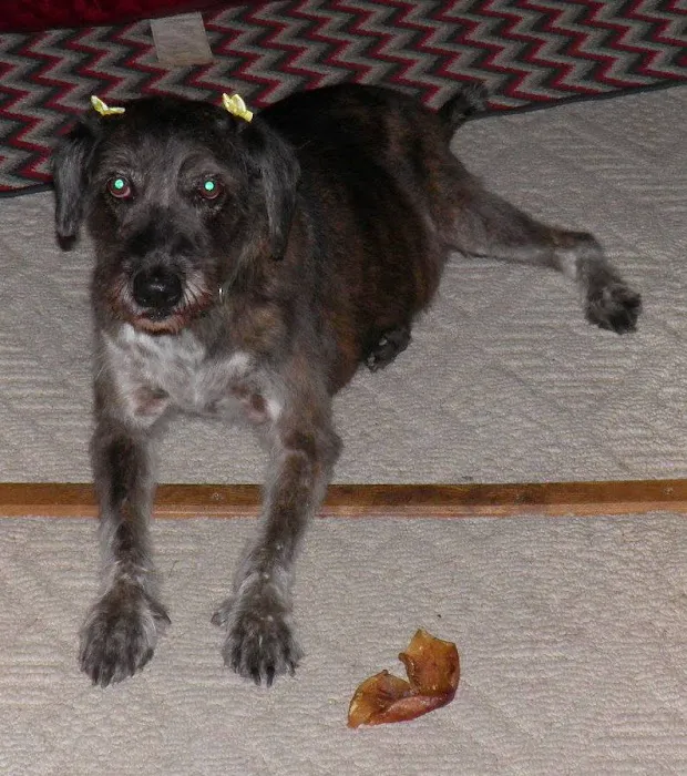 Logan Animal Hospital 12