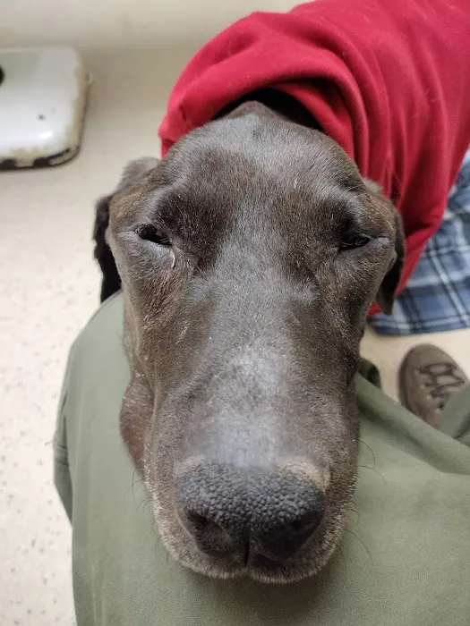 Logan Animal Hospital 12