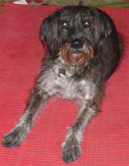 Logan Animal Hospital 12